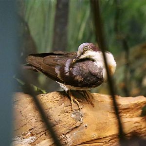 Luzon bleeding-heart (Gallicolumba luzonica)