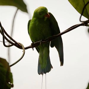 Green racket-tail (Prioniturus luconensis)