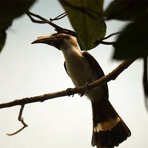 Luzon hornbill (Penelopides manillae)