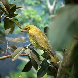 Dark-throated oriole (Oriolus xanthonotus)