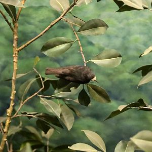 White-fronted tit (Sittiparus semilarvatus)