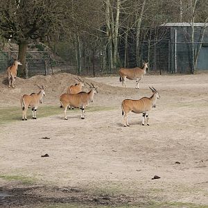 Part of the Eland-herd