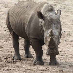 Southern white rhino