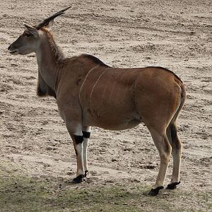 Eland