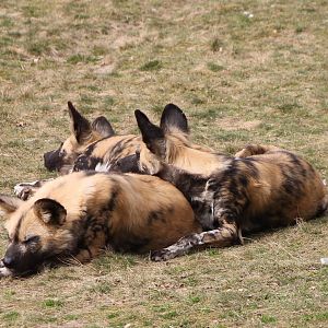 African wild dogs