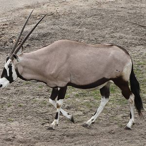 Gemsbok