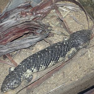 Shingleback Skink