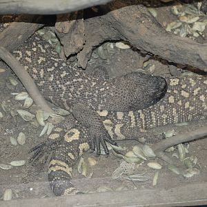 Beaded Lizard