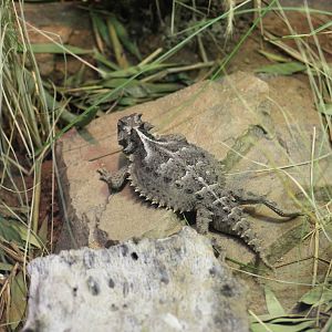 Giant Horned Lizard