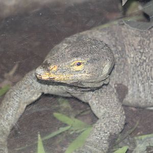 Gray's Monitor