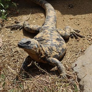 San Esteban Chuckwalla