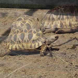 Burmese Star Tortoise