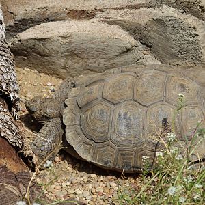 Agassiz's Desert Tortoise