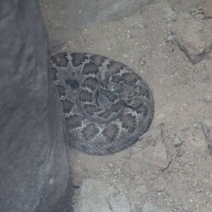Santa Catalina Rattlesnake