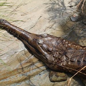 False Gharial