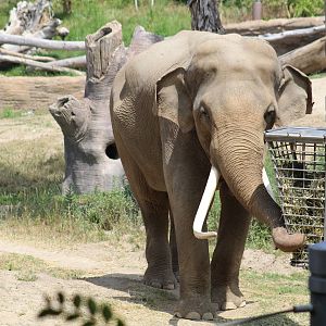 Indian Elephant Bull
