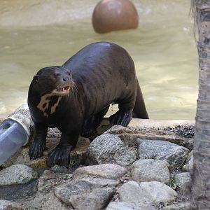Giant Otter