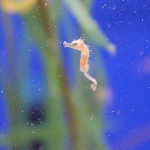 Baby Seahorse