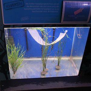 Baby Seahorse aquarium
