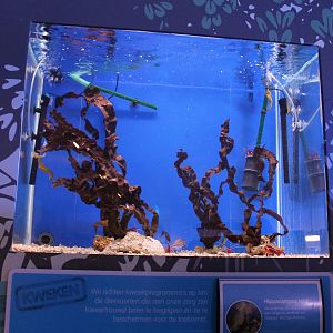 Aquarium Hippocampus reidi