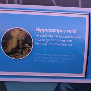 Sign Hippocampus reidi