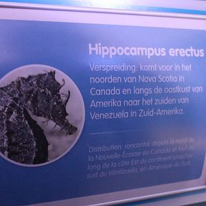 Sign Hippocampus erectus