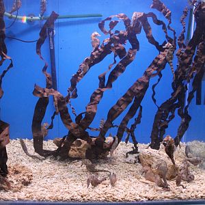 Aquarium Hippocampus erectus