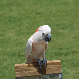 Salmon-Crested Cockatoo