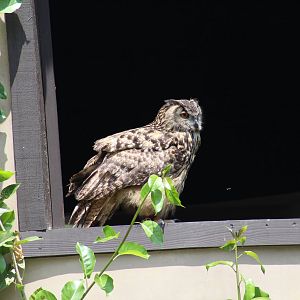 Eurasian Eagle-Owl