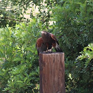 Harris's Hawk