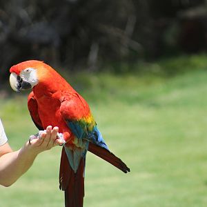 Scarlet Macaw