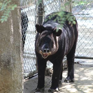 Mountain Tapir