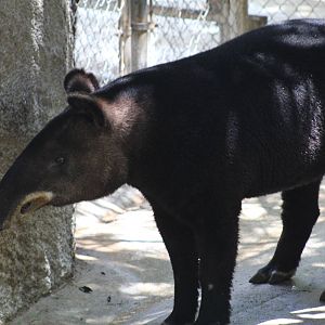 Mountain Tapir