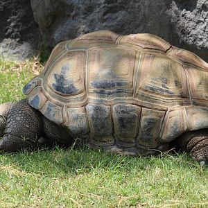 Aldabra Giant Tortoise