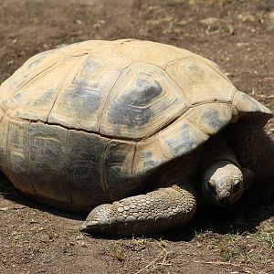 Aldabra Giant Tortoise