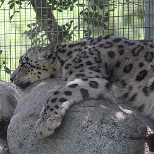 Snow Leopard