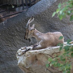 Bukharan Markhor