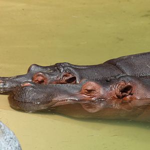 Common Hippopotamus
