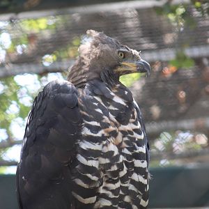 African Crowned Eagle