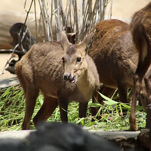 Calamian Deer