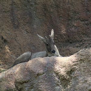 Central Chinese Goral