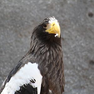 Steller's Sea Eagle