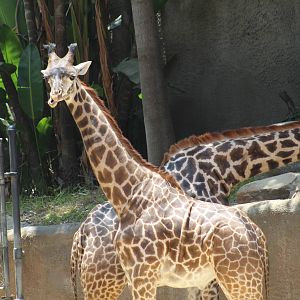 Masai Giraffe