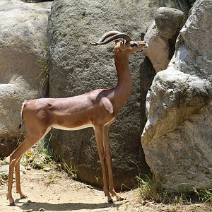 Southern Gerenuk
