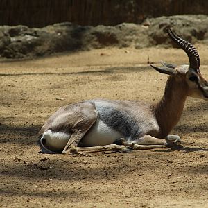 Speke's Gazelle
