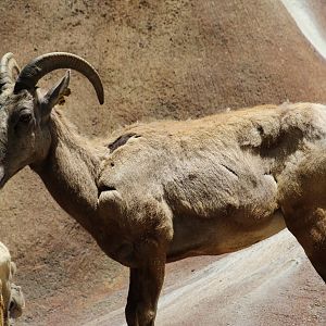 Desert Bighorn Sheep