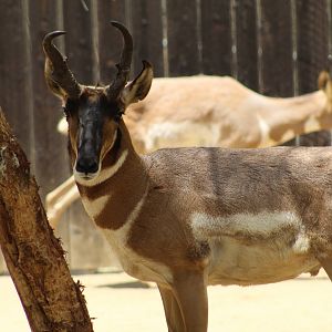 Peninsular Pronghorn