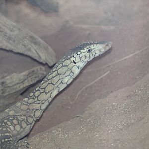 Perentie