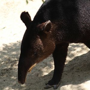 Mountain Tapir