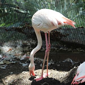 Greater Flamingo